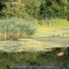 Australian Aquatic-Barley-Straw