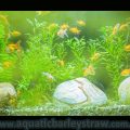 Green tank water use our Aquatic Barley Straw Extract for Aquariums