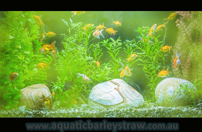 Green tank water use our Aquatic Barley Straw Extract for Aquariums