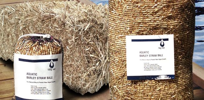 Aquatic barley Straw Bales Natural Algae Inhibitor