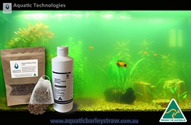 aquatic-barley-straw-aquarium-algae