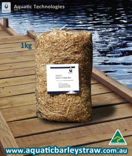 aquatic-barley-straw-bales for algae control