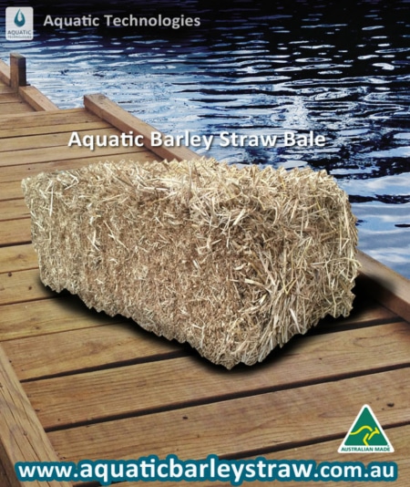 aquatic-barley-straw-bales for algae removing