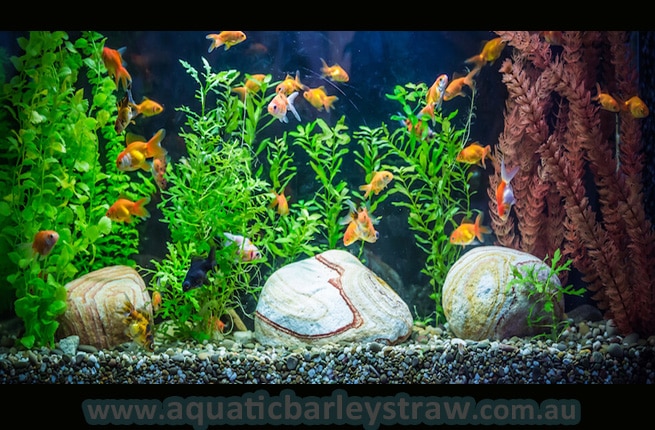 aquatic-technologies-barley-straw-pellets-algae-fix